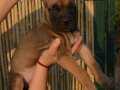 SCR BELGELİ CANE CORSO YAVRULARINIZ 
