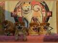 A scr belgeli Akita inu