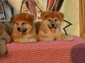 Efsane Japon Akita inu yavrular 