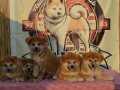 Japon Akita inu kızıl renk 