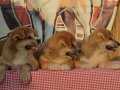 Irk GARANTİLİ Scr belgeli japon akita inu