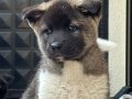 Amerikan Akita Asaletin ve Sadakatin Simgesi