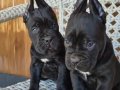  SCR BELGELİ FİT CANE CORSO 