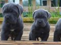 Cane Corso Fit Yavrularımız Scr belgeli 