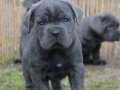 Fit Cane Corso Scr belgeli 