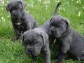  DEV CANE CORSO YAVRULARIMIZ