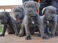 SCR BELGELİ CANE CORSO 