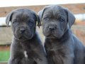 CANE CORSO SCR BELGELİ FİT YAVRULAR 
