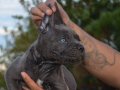 Blue Cane corso yavrularımız scr belgeli