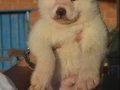 Kar Beyaz Akita Scr Belgeli 