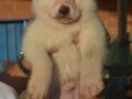 Kar Beyaz Akita Scr Belgeli 