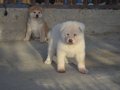 Kar Beyaz Akita Scr Belgeli 