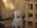 Kar Beyaz Akita Scr Belgeli 