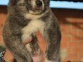 Brindle Japon Akita inu Yavrularımız 