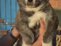 Brindle Japon Akita inu Yavrularımız 