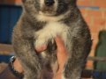 Brindle Japon Akita inu Yavrularımız 