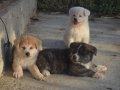 Brindle Japon Akita inu Yavrularımız 
