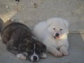 Brindle Japon Akita inu Yavrularımız 