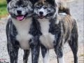 Brindle Japon Akita inu Yavrularımız 