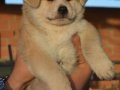 Sarı Beyaz Japon Akita inu Scr belgeli
