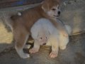 Sarı Beyaz Japon Akita inu Scr belgeli