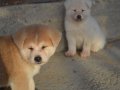 Sarı Beyaz Japon Akita inu Scr belgeli