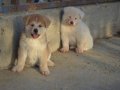 Sarı Beyaz Japon Akita inu Scr belgeli