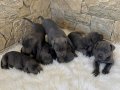 Fit Scr Belgeli Cane Corso Yavrularımız 