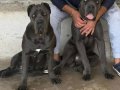 Fit Scr Belgeli Cane Corso Yavrularımız 