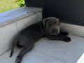 Fit Scr Belgeli Cane Corso Yavrularımız 