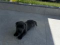 Fit Scr Belgeli Cane Corso Yavrularımız 