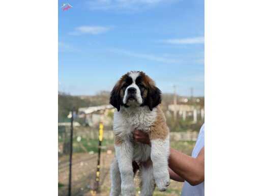 Saint bernard yavrular 