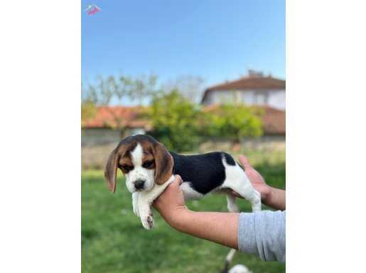 Safkan beagle yavrular 