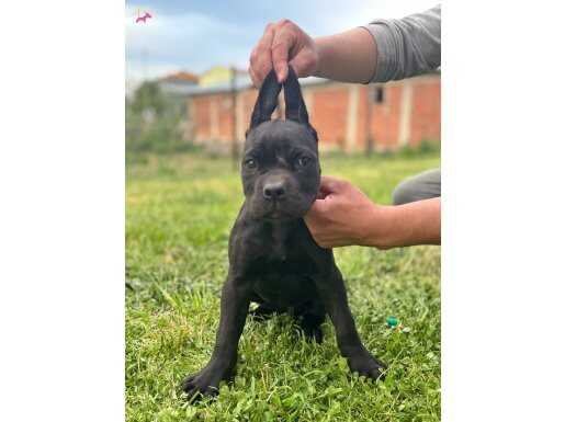 Cane corso dişi yavrular
