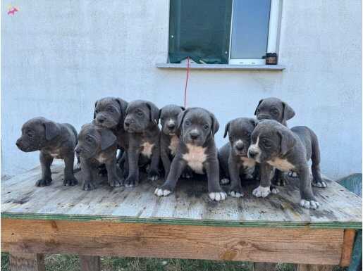Safkan mavi göz cane corso yavrular 