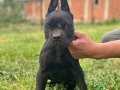 Cane corso dişi yavrular