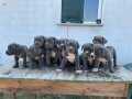 Safkan mavi göz cane corso yavrular 