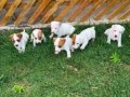 Safkan jack russel yavrular 