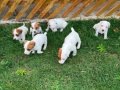 Safkan jack russel yavrular 