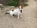 Safkan jack russel yavrular 