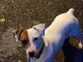Safkan jack russel yavrular 