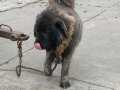 Kafkas çoban köpeği