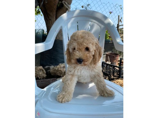 Uygun poodle
