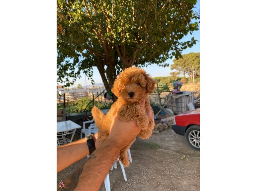  Toy Poodle Yavrumuz Yuva Arıyor 