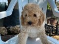 Uygun poodle