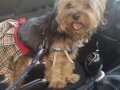 Yorki terrier 
