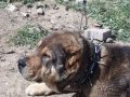 Dagistan Volkadov Şampiyon Kanlardan