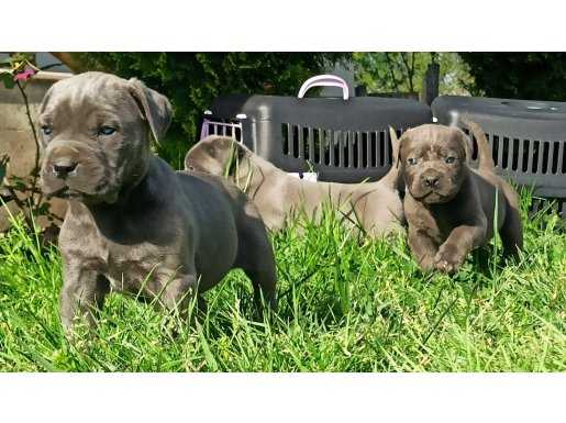ÜST SINIF CANE CORSO YAVRULARI ÜRETİM ÇİFTLİĞİNDEN 