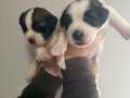 ST Bernard yavrular yeni ailelerini bekliyorlar pupy pet evi