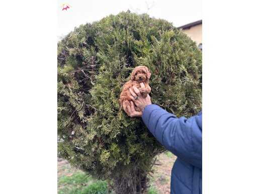 Orjinal Toy Poodle Yavrular 